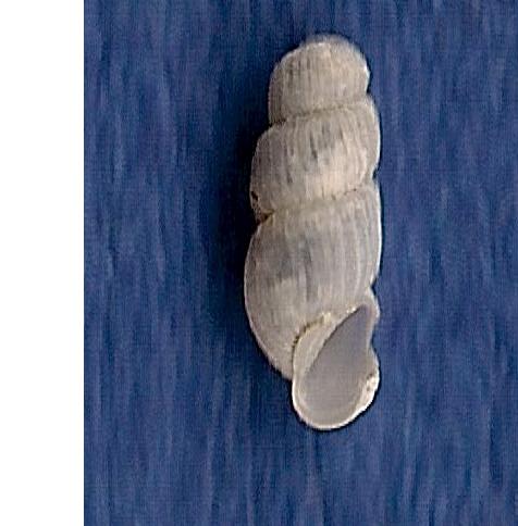 pyramidellidae, Andalousie.